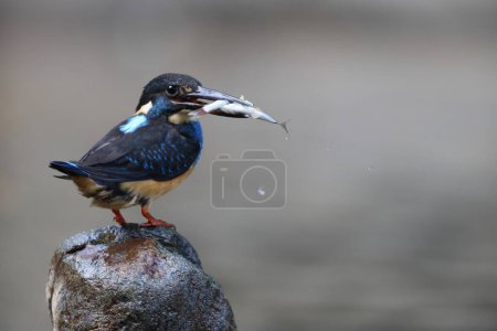  Javan blue-banded kingfisher (Alcedo euryzona), is a species of kingfisher in the subfamily Alcedininae. It is endemic to and found throughout Java.