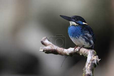  Javan blue-banded kingfisher (Alcedo euryzona), is a species of kingfisher in the subfamily Alcedininae. It is endemic to and found throughout Java.