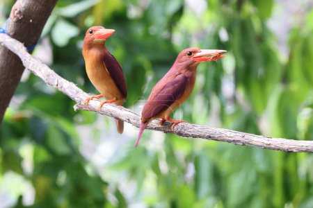 The ruddy kingfisher (Halcyon coromanda) is a medium-sized tree kingfisher, widely distributed in east and southeast Asia. This photo was taken in Java island(Halcyon coromanda minor).