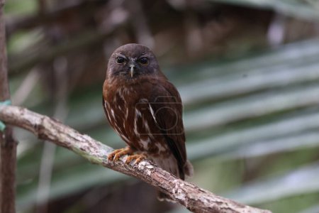 The brown boobook (Ninox scutulata), also known as the brown hawk-owl. This photo was taken in Java island, Indonesia(Ninox scutulata javanensis ).