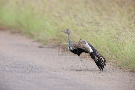 The black-bellied bustard (Lissotis melanogaster), also known as the black-bellied korhaan, is an African ground-dwelling bird in the bustard family. This photo was taken in Kruger National Park, South Africa. 