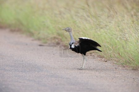 Lissotis melanogaster (Lissotis melanogaster), également connu sous le nom de korhaan à ventre noir, est un oiseau africain de la famille des outardes. Cette photo a été prise dans le parc national Kruger, Afrique du Sud. 
