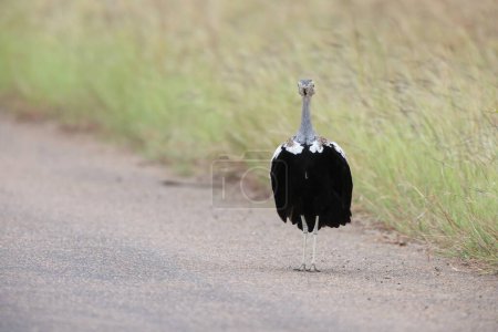Die Schwarzbauchtrappe (Lissotis melanogaster), auch als Schwarzbauchtrappe bekannt, ist ein afrikanischer bodenbewohnender Vogel aus der Familie der Trappen. Dieses Foto wurde im Kruger Nationalpark in Südafrika aufgenommen. 