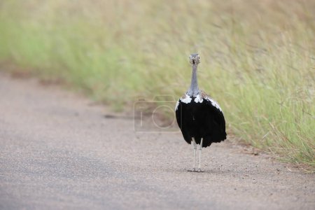 Die Schwarzbauchtrappe (Lissotis melanogaster), auch als Schwarzbauchtrappe bekannt, ist ein afrikanischer bodenbewohnender Vogel aus der Familie der Trappen. Dieses Foto wurde im Kruger Nationalpark in Südafrika aufgenommen. 
