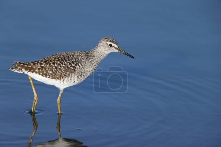 The wood sandpiper (Tringa glareola) is a small wader. This photo was taken in Kruger National Park, South Africa.