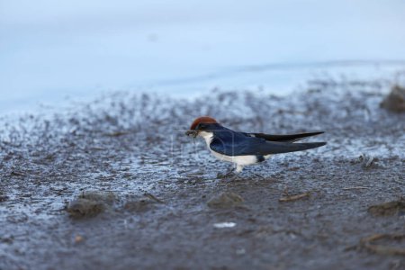 The wire-tailed swallow (Hirundo smithii) is a small passerine bird in the swallow family. This photo was taken in Kruger National Park, South Africa.