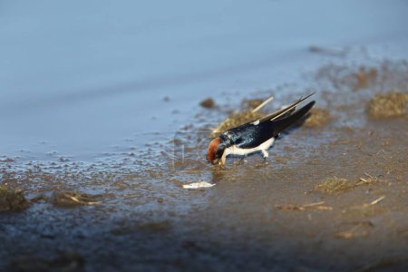 The wire-tailed swallow (Hirundo smithii) is a small passerine bird in the swallow family. This photo was taken in Kruger National Park, South Africa.