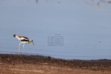 The white-crowned lapwing, white-headed lapwing, white-headed plover or white-crowned plover (Vanellus albiceps) is a medium-sized wader. It is resident throughout tropical Africa.