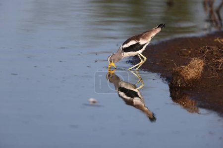 The white-crowned lapwing, white-headed lapwing, white-headed plover or white-crowned plover (Vanellus albiceps) is a medium-sized wader. It is resident throughout tropical Africa.