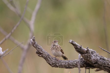 The bushveld pipit (Anthus caffer), also known as bush pipit or little pipit, is a species of bird in the pipit and wagtail family Motacillidae. This photo was taken in Kruger National Park, South Africa.