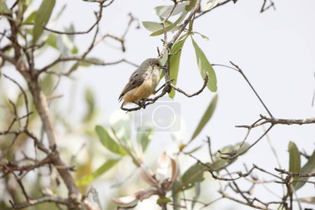 The grey penduline tit (Anthoscopus caroli), also known as the African penduline-tit, is a species of bird in the family Remizidae. This photo was taken in South Africa.