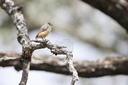The grey penduline tit (Anthoscopus caroli), also known as the African penduline-tit, is a species of bird in the family Remizidae. This photo was taken in South Africa.