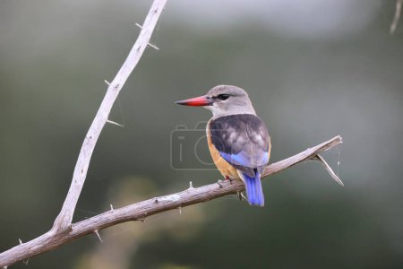 Photo for Grey-headed kingfisher (Halcyon leucocephala) is a species of kingfisher of Africa. This photo was taken in South Africa. - Royalty Free Image