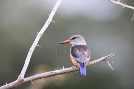 Grey-headed kingfisher (Halcyon leucocephala) is a species of kingfisher of Africa. This photo was taken in South Africa.