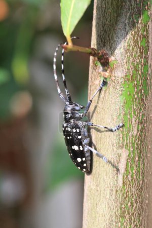 Anoplophora chinensis, the citrus long-horned beetle, is a long-horned beetle native to Japan, China, Korea, Taiwan and Southeast Asia.