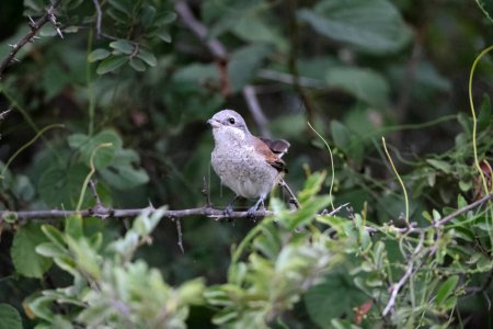 The red-backed shrike (Lanius collurio) is a carnivorous passerine bird and member of the shrike family, Laniidae. This photo was taken in South Africa.