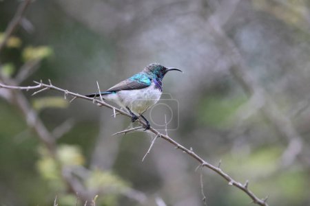 Cinnyris talatala (Cinnyris talatala) est une espèce d'oiseau de la famille des Nectariniidae. Cette photo a été prise en Afrique du Sud.