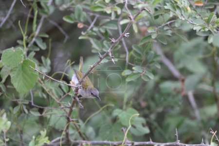 Die Grünrücken-Camaroptera (Camaroptera brachyura), auch als die blökenden Camaroptera bekannt, ist ein kleiner Vogel aus der Familie der Cisticolidae. Dieses Foto wurde in Südafrika aufgenommen.