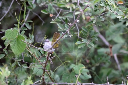 Téléchargez les photos : Camaroptères à dos vert (Camaroptera brachyura) est un petit oiseau de la famille des Cisticolidae. Cette photo a été prise en Afrique du Sud. - en image libre de droit