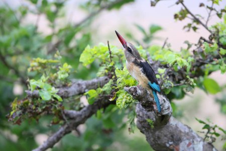 The brown-hooded kingfisher (Halcyon albiventris) is a species of bird in the subfamily Halcyoninae.  This photo was taken in South Africa.