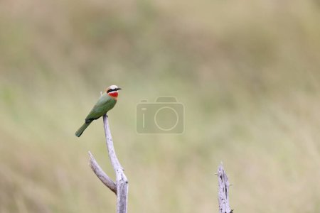 The white-fronted bee-eater (Merops bullockoides) is a species of bee-eater widely distributed in sub-equatorial Africa. This photo was taken in South Africa.