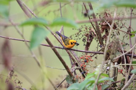 The golden tanager (Tangara arthus aequatorialis) is a species of bird in the family Thraupidae. It is widespread and often common in highland forests of the Andes.  This photo was taken in Ecuador.