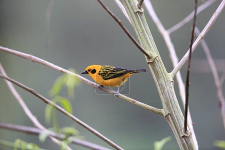 The golden tanager (Tangara arthus aequatorialis) is a species of bird in the family Thraupidae. It is widespread and often common in highland forests of the Andes.  This photo was taken in Ecuador.
