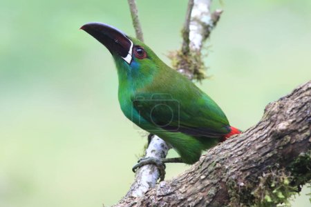 Aulacorhynchus haematopygus es una especie de ave paseriforme de la familia Ramphastidae. Esta foto fue tomada en Ecuador.