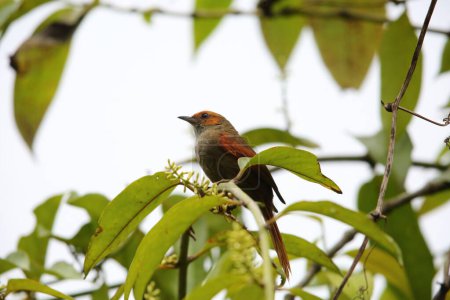 The red-faced spinetail (Cranioleuca erythrops) is a species of bird in the Furnariinae subfamily of the ovenbird family Furnariidae. This photo was taken in Ecuador.
