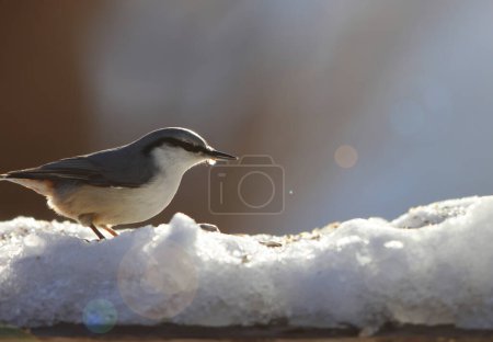 Eurasian nuthatch or wood nuthatch (Sitta europaea hondoensis) is a small passerine bird found throughout the Palearctic and in Europe. This photo was taken in Honshu, Japan
