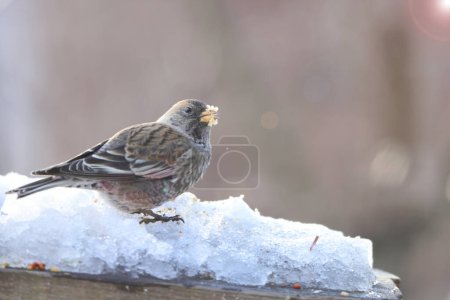  Asian rosy finch or Asian rosy-finch (Leucosticte arctoa brunneonucha ) is a species of finch in the family Fringillidae. This photo was taken in Honshu, Japan.