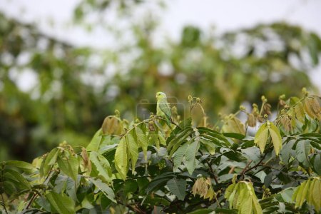 Téléchargez les photos : Le perroquet du Pacifique (Forpus coelestis) est un petit perroquet vert originaire d'Amérique du Sud. Cette photo a été prise en Équateur. - en image libre de droit