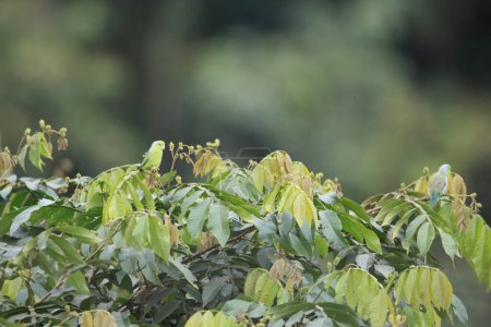 Téléchargez les photos : Le perroquet du Pacifique (Forpus coelestis) est un petit perroquet vert originaire d'Amérique du Sud. Cette photo a été prise en Équateur. - en image libre de droit