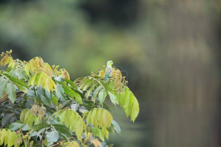 The Pacific parrotlet (Forpus coelestis) is a small green parrot originating from South America. This photo was taken in Ecuador.