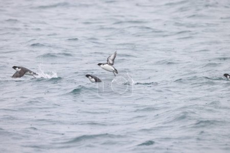 The ancient murrelet (Synthliboramphus antiquus) is a bird in the auk family.  This photo was taken in Japan.