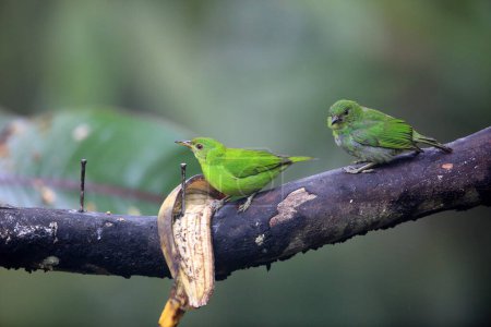 Chlorophanes spiza caerulescens es una especie de ave paseriforme de la familia Tanager. Esta foto fue tomada en Ecuador.