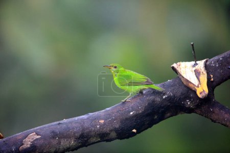 Grüner Honigkriecher (Chlorophanes spiza caerulescens) ist ein kleiner Vogel aus der Familie der Tanager. Dieses Foto wurde in Ecuador aufgenommen.
