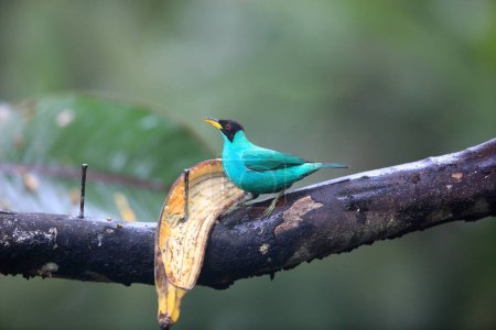 Green honeycreeper (Chlorophanes spiza caerulescens) is a small bird in the tanager family. This photo was taken in Ecuador.