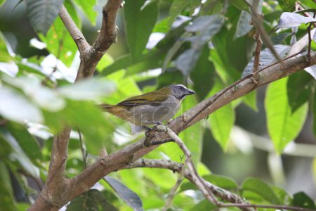 The buff-throated saltator (Saltator maximus) is a seed-eating bird in the tanager family Thraupidae.  This photo was taken in Ecuador.