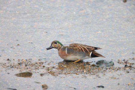 Baikal teal (Sibirionetta formosa), also called the bimaculate duck or squawk duck, is a dabbling duck. This photo was taken in Japan.