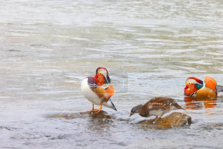 Le canard mandarin (Aix galericulata) est une espèce de canard perché originaire du Paléarctique oriental. Cette photo a été prise au Japon.