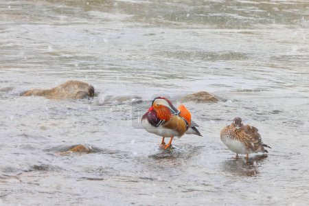 Le canard mandarin (Aix galericulata) est une espèce de canard perché originaire du Paléarctique oriental. Cette photo a été prise au Japon.