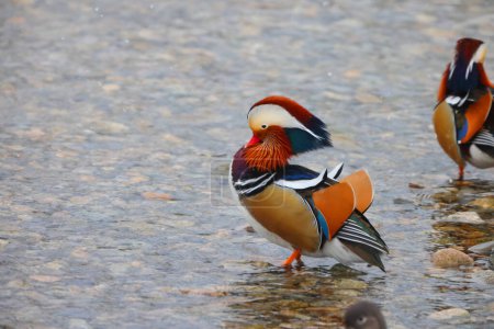 Photo for The mandarin duck (Aix galericulata) is a perching duck species native to the East Palearctic. This photo was taken in Japan. - Royalty Free Image