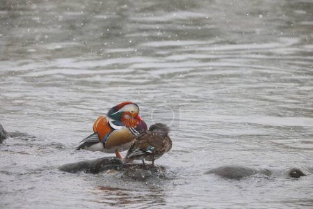 The mandarin duck (Aix galericulata) is a perching duck species native to the East Palearctic. This photo was taken in Japan.