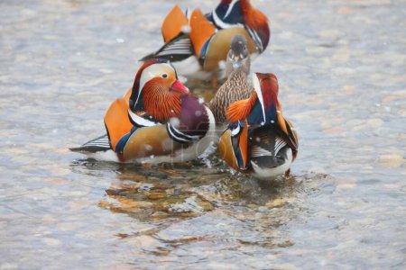 The mandarin duck (Aix galericulata) is a perching duck species native to the East Palearctic. This photo was taken in Japan.