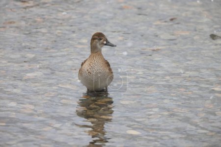 Baikal teal (Sibirionetta formosa), also called the bimaculate duck or squawk duck, is a dabbling duck. This photo was taken in Japan.