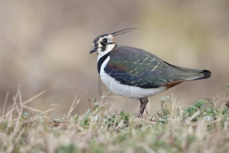 The northern lapwing (Vanellus vanellus), also known as the peewit or pewit, tuit or tewit, green plover, or pyewipe or just lapwing, is a bird in the lapwing subfamily.