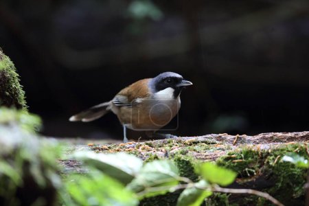 White-cheeked laughingthrush (Pterorhinus vassali) is a species of bird in the family Leiothrichidae. It is found in Cambodia, Laos and Vietnam. 