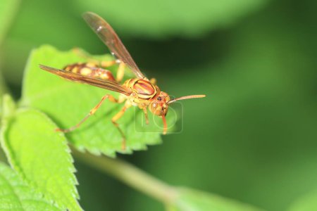 Parapolybia indica ist eine Wespenart aus der Familie der Vespidae innerhalb der Ordnung der Hymenoptera. Sie ist allgemein als "indische Papierwespe" bekannt. Dieses Foto wurde in Japan aufgenommen.