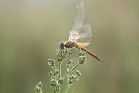 Pantala flavescens, the globe skimmer, globe wanderer or wandering glider, is a wide-ranging dragonfly of the family Libellulidae. This photo was taken in Japan.